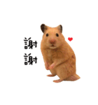 kiwi hamster's Channel（個別スタンプ：5）