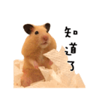 kiwi hamster's Channel（個別スタンプ：6）