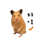 kiwi hamster's Channel（個別スタンプ：7）