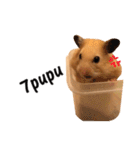 kiwi hamster's Channel（個別スタンプ：8）