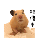 kiwi hamster's Channel（個別スタンプ：9）