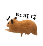 kiwi hamster's Channel（個別スタンプ：10）