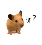 kiwi hamster's Channel（個別スタンプ：12）