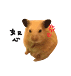 kiwi hamster's Channel（個別スタンプ：13）