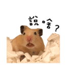 kiwi hamster's Channel（個別スタンプ：15）