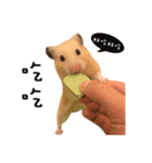 kiwi hamster's Channel（個別スタンプ：17）