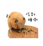 kiwi hamster's Channel（個別スタンプ：18）