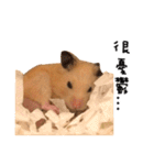 kiwi hamster's Channel（個別スタンプ：19）