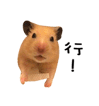 kiwi hamster's Channel（個別スタンプ：20）