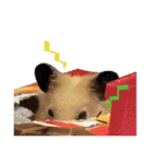 kiwi hamster's Channel（個別スタンプ：22）