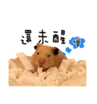 kiwi hamster's Channel（個別スタンプ：24）