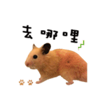 kiwi hamster's Channel（個別スタンプ：25）