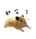 kiwi hamster's Channel（個別スタンプ：27）