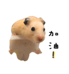 kiwi hamster's Channel（個別スタンプ：30）