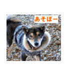 ペット里親会わんこVo.4 やっぱり日本犬！（個別スタンプ：2）