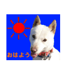 ペット里親会わんこVo.4 やっぱり日本犬！（個別スタンプ：10）