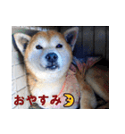 ペット里親会わんこVo.4 やっぱり日本犬！（個別スタンプ：12）