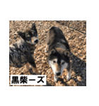 ペット里親会わんこVo.4 やっぱり日本犬！（個別スタンプ：15）