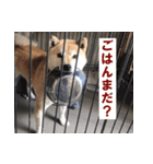 ペット里親会わんこVo.4 やっぱり日本犬！（個別スタンプ：17）