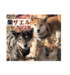 ペット里親会わんこVo.4 やっぱり日本犬！（個別スタンプ：20）