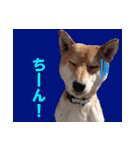 ペット里親会わんこVo.4 やっぱり日本犬！（個別スタンプ：27）