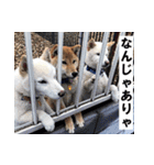 ペット里親会わんこVo.4 やっぱり日本犬！（個別スタンプ：29）