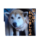 ペット里親会わんこVo.4 やっぱり日本犬！（個別スタンプ：31）