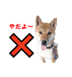 ペット里親会わんこVo.4 やっぱり日本犬！（個別スタンプ：38）