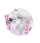 子猫のうにといくら（個別スタンプ：3）