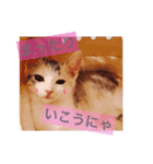 子猫のうにといくら（個別スタンプ：10）