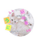 子猫のうにといくら（個別スタンプ：16）