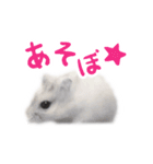 大福＆ココアちゃんスタンプ（個別スタンプ：13）