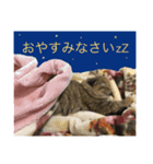 向日葵という名の猫。（個別スタンプ：2）