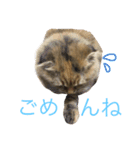 向日葵という名の猫。（個別スタンプ：3）