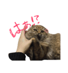 向日葵という名の猫。（個別スタンプ：15）