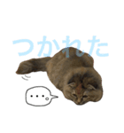 向日葵という名の猫。（個別スタンプ：19）