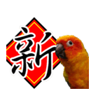 Sun Conure couple, Happy New Year！（個別スタンプ：1）