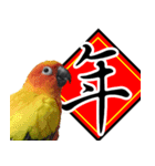 Sun Conure couple, Happy New Year！（個別スタンプ：2）