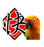 Sun Conure couple, Happy New Year！（個別スタンプ：3）