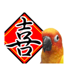 Sun Conure couple, Happy New Year！（個別スタンプ：6）