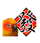 Sun Conure couple, Happy New Year！（個別スタンプ：7）