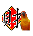 Sun Conure couple, Happy New Year！（個別スタンプ：8）