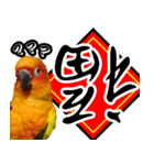 Sun Conure couple, Happy New Year！（個別スタンプ：9）