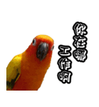 Sun Conure couple, Happy New Year！（個別スタンプ：11）