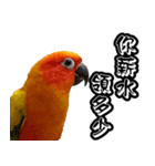 Sun Conure couple, Happy New Year！（個別スタンプ：12）