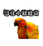 Sun Conure couple, Happy New Year！（個別スタンプ：13）