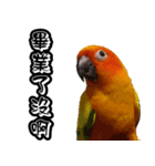 Sun Conure couple, Happy New Year！（個別スタンプ：14）