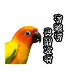 Sun Conure couple, Happy New Year！（個別スタンプ：15）