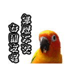 Sun Conure couple, Happy New Year！（個別スタンプ：16）