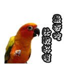 Sun Conure couple, Happy New Year！（個別スタンプ：17）